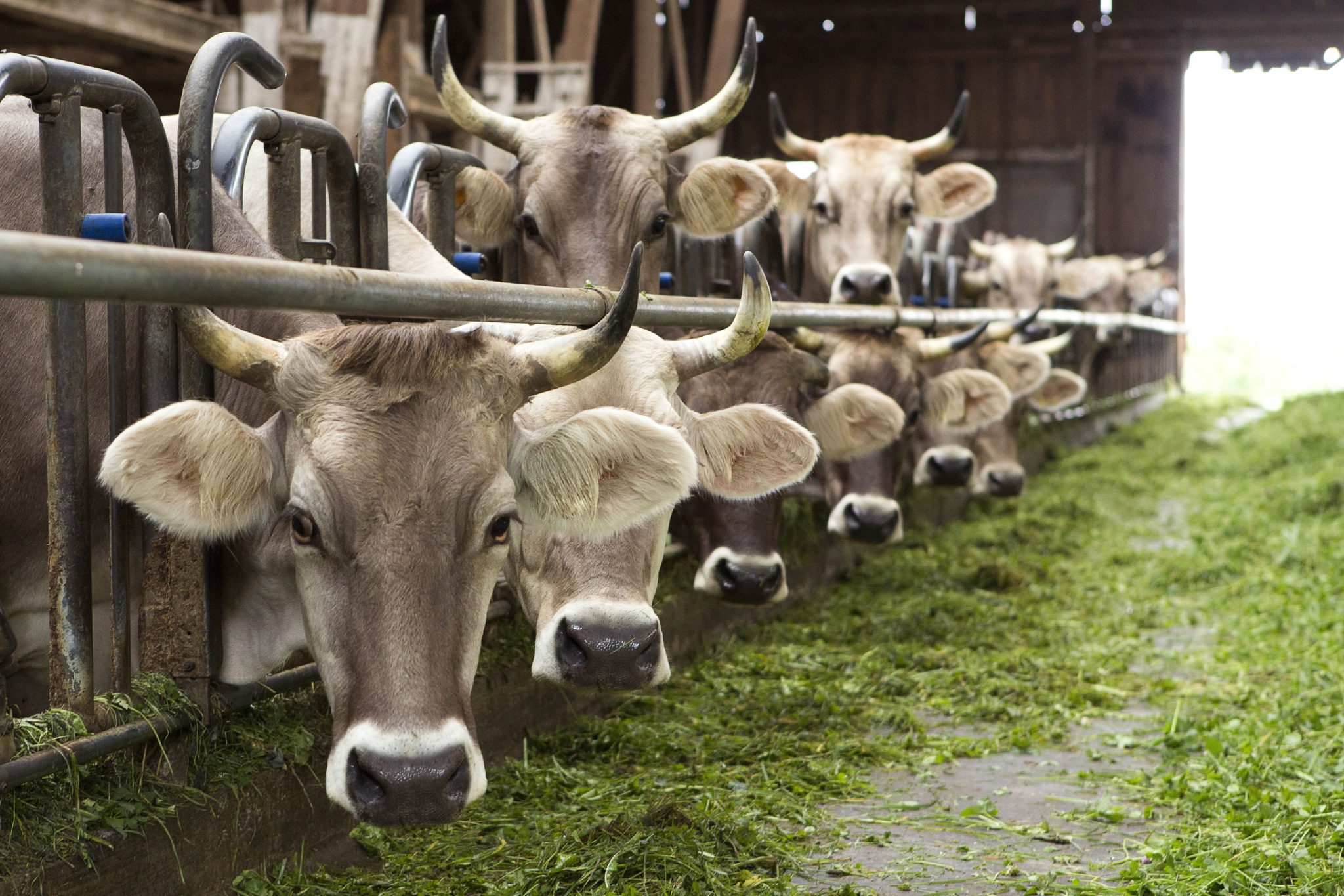 Kansas Country Store Kansas Country Store